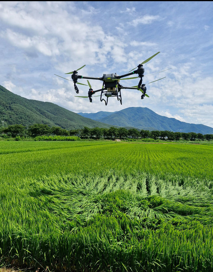[정선=뉴시스] 강원 정선지역 벼 재배농지에 대한 드론 방제 모습. (사진=정선군 제공) 2026.04.08. photo@newsis.com *재판매 및 DB 금지
