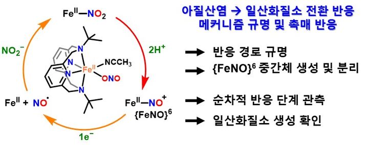 [울산=뉴시스] 이번 연구에서 밝혀낸 아질산염의 일산화질소 전환 반응 모식도 (사진=UNIST 제공) photo@newsis.com *재판매 및 DB 금지