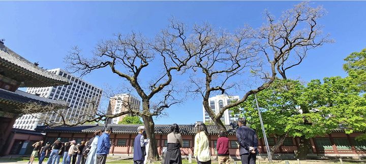 [서울=뉴시스] 2023년 4월 동궐도와 함께하는 창덕궁 나무답사 모습 (사진=국가유산청 제공) 2026.04.08. photo@newsis.com *재판매 및 DB 금지
