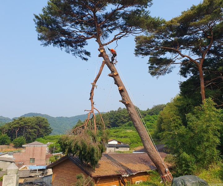 [산청=뉴시스] 산청군 재해예방 벌채사업 모습 (사진=산청군 제공) 2026. 04. 08. photo@newsis.com  *재판매 및 DB 금지