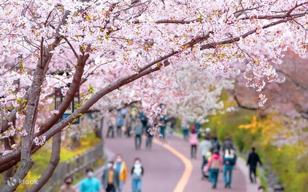 에버랜드 ‘프라이빗 가든 체리 블라썸 투어’. (사진=클룩) *재판매 및 DB 금지