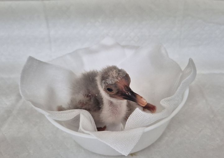 [창녕=뉴시스] 첫 부화한 새끼 따오기. (사진= 창녕군 제공) 2026.04.08. photo@newsis.com *재판매 및 DB 금지