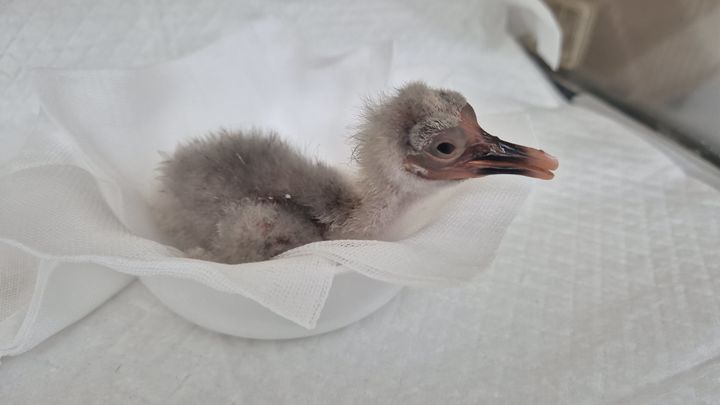 [창녕=뉴시스] 첫 부화한 새끼 따오기. (사진= 창녕군 제공) 2026.04.08. photo@newsis.com *재판매 및 DB 금지