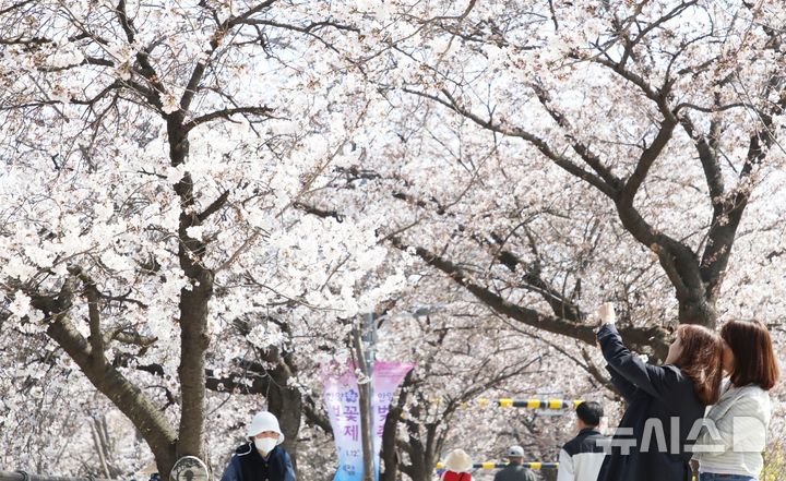 [안양=뉴시스] 지난해 열린 벚꽃 축제 현장. (사진=안양시 제공).2026.04.08. Photo@newsis.com