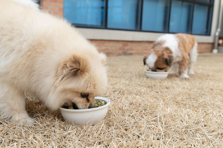 [세종=뉴시스] 반려견. (사진=농촌진흥청 제공) *재판매 및 DB 금지