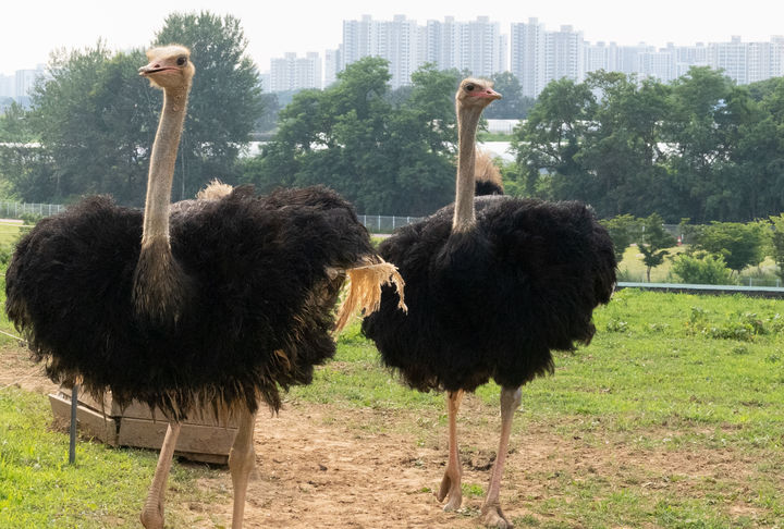 [서울=뉴시스] 태국의 한 동물 카페에서 탈출한 타조가 고속도로를 질주하는 모습이 포착돼 화제다. (사진=유토이미지) *재판매 및 DB 금지