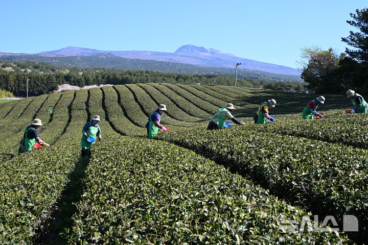 [서귀포=뉴시스] 우장호 기자 = 화창한 날씨를 보인 8일 오전 제주 서귀포시 도순동 돌송이차밭에서 농민들이 해차를 수확하고 있다. 2026.04.08. woo1223@newsis.com
