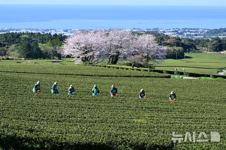 [서귀포=뉴시스] 우장호 기자 = 화창한 날씨를 보인 8일 오전 제주 서귀포시 도순동 돌송이차밭에서 농민들이 해차를 수확하고 있다. 2026.04.08. woo1223@newsis.com