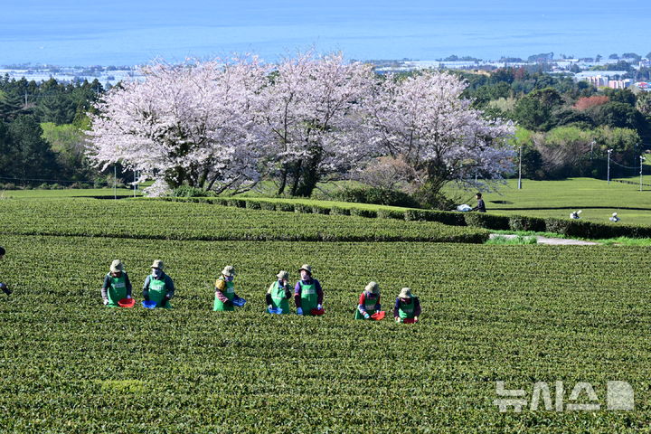 [서귀포=뉴시스] 우장호 기자 = 화창한 날씨를 보인 8일 오전 제주 서귀포시 도순동 돌송이차밭에서 농민들이 해차를 수확하고 있다. 2026.04.08. woo1223@newsis.com