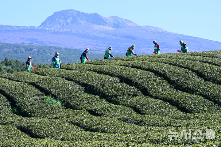 [서귀포=뉴시스] 우장호 기자 = 화창한 날씨를 보인 8일 오전 제주 서귀포시 도순동 돌송이차밭에서 농민들이 해차를 수확하고 있다. 2026.04.08. woo1223@newsis.com