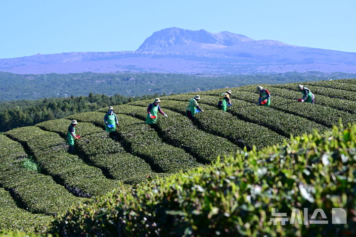 [서귀포=뉴시스] 우장호 기자 = 화창한 날씨를 보인 8일 오전 제주 서귀포시 도순동 돌송이차밭에서 농민들이 해차를 수확하고 있다. 2026.04.08. woo1223@newsis.com