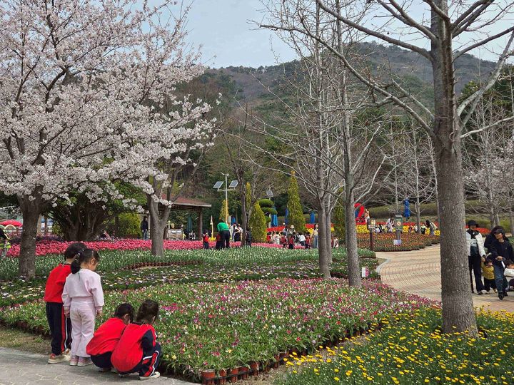 [거제=뉴시스] 신정철 기자= 경남 거제시 상동동 독봉산웰빙공원에는 8일, 따스한 봄을 맞아 수만 송이의 봄꽃들이 향연을 벌이고 있다.(사진=거제시 제공).2026.04.08. photo@newsis.com *재판매 및 DB 금지