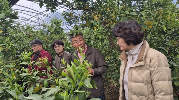 [안동=뉴시스] 조영숙 경북도농업기술원장(오른쪽)이 8일 열대과일 시설 농장에 대한 기술 지원 현장을 살펴보고 있다. (사진=경북도 제공) 2026.04.08. photo@newsis.com *재판매 및 DB 금지