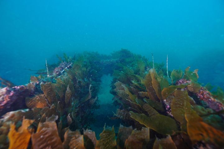 [부산=뉴시스] 2024년 해중림 조성해역 하모리 조성현황. (사진=한국수산자원공단 제공) 2026.04.08. photo@newsis.com *재판매 및 DB 금지