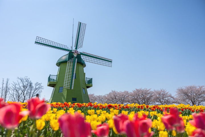 [순천=뉴시스] 순천만국가정원 내 네덜란드 정원에 튤립이 활짝 피어 있다. (사진=순천시 제공) 2026.04.08. photo@newsis.com *재판매 및 DB 금지