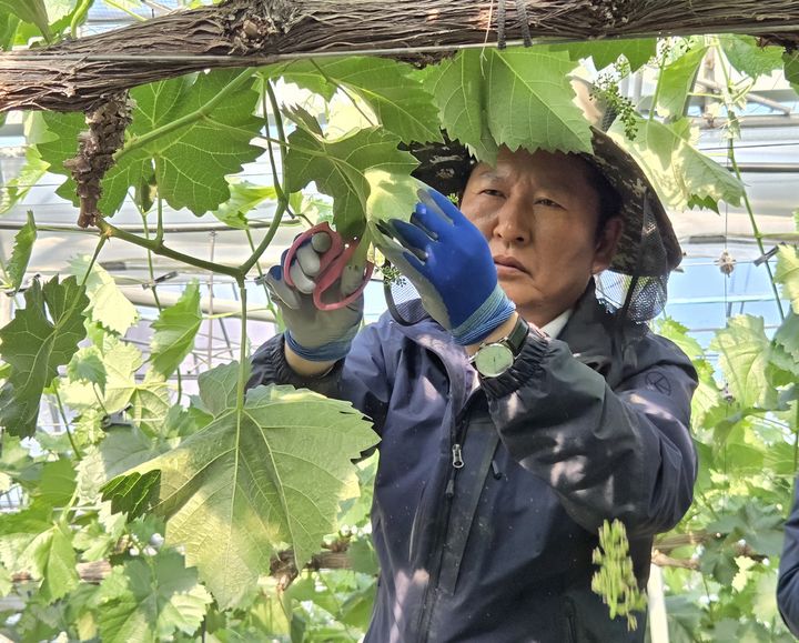 [서울·상주=뉴시스] 김윤영 기자 = 정청래 더불어민주당 대표가 8일 경북 상주 포도농가를 찾아 샤인머스켓 순따기 작업에 참여하고 있다. 2026.04.08. youn@newsis.com *재판매 및 DB 금지