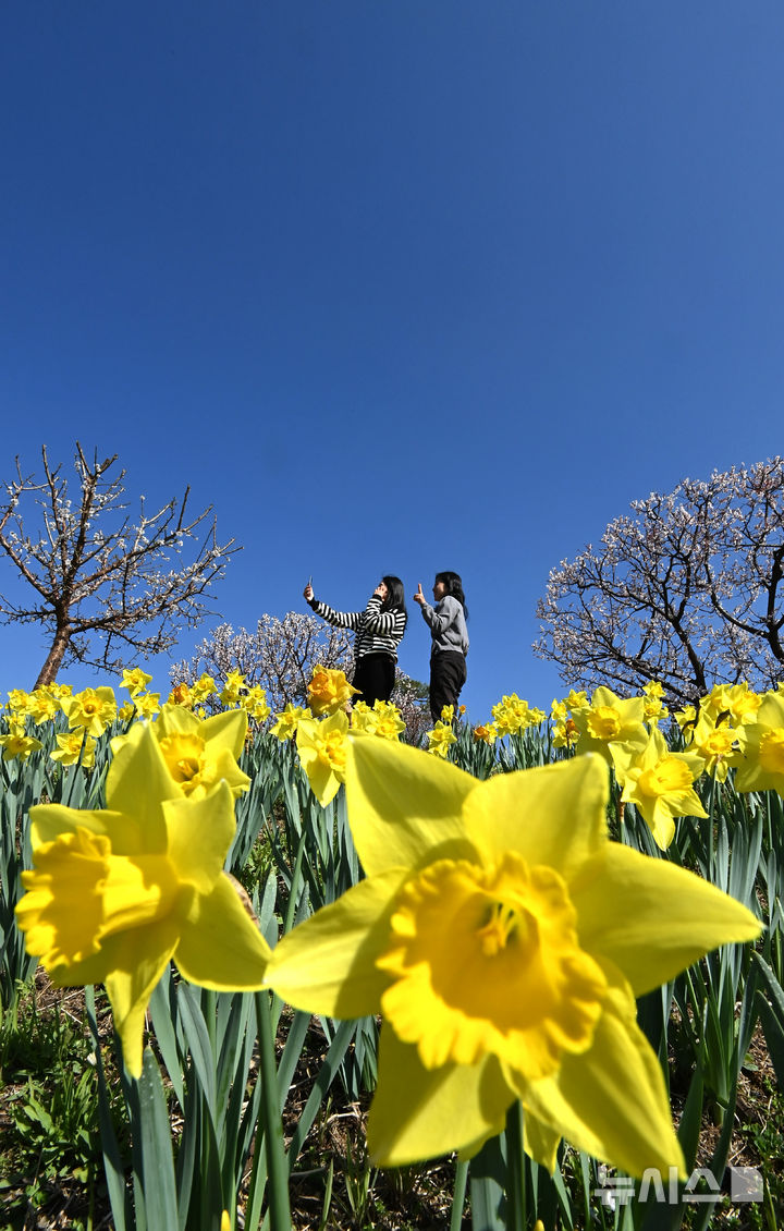 [용인=뉴시스] 김종택기자 = 완연한 봄날씨를 보인 8일 경기 용인시 에버랜드 하늘정원길에 수선화 등 봄꽃이 활짝 피어 있다. 2026.04.08. jtk@newsis.com