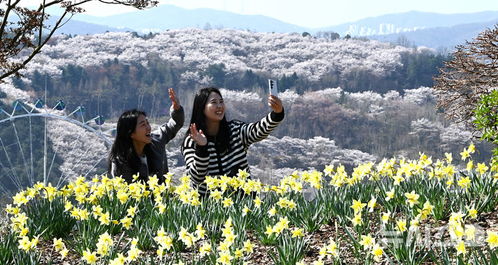 [용인=뉴시스] 김종택기자 = 완연한 봄날씨를 보인 8일 경기 용인시 에버랜드 하늘정원길에 수선화 등 봄꽃이 활짝 피어 있다. 2026.04.08. jtk@newsis.com