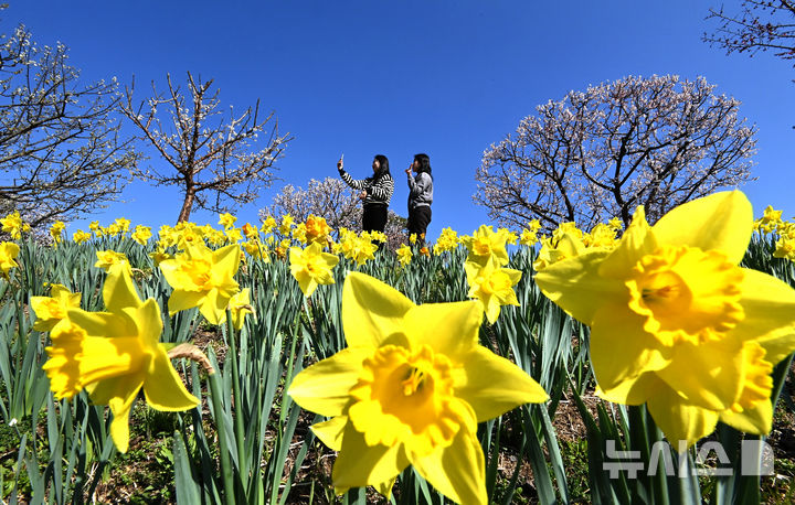 [용인=뉴시스] 김종택기자 = 완연한 봄날씨를 보인 8일 경기 용인시 에버랜드 하늘정원길에 수선화 등 봄꽃이 활짝 피어 있다. 2026.04.08. jtk@newsis.com
