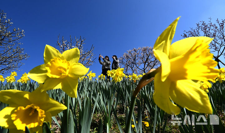 [용인=뉴시스] 김종택기자 = 완연한 봄날씨를 보인 8일 경기 용인시 에버랜드 하늘정원길에 수선화 등 봄꽃이 활짝 피어 있다. 2026.04.08. jtk@newsis.com