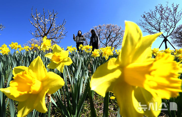 [용인=뉴시스] 김종택기자 = 완연한 봄날씨를 보인 8일 경기 용인시 에버랜드 하늘정원길에 수선화 등 봄꽃이 활짝 피어 있다. 2026.04.08. jtk@newsis.com