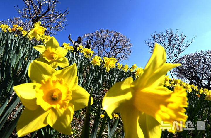[용인=뉴시스] 김종택기자 = 완연한 봄날씨를 보인 8일 경기 용인시 에버랜드 하늘정원길에 수선화 등 봄꽃이 활짝 피어 있다. 2026.04.08. jtk@newsis.com