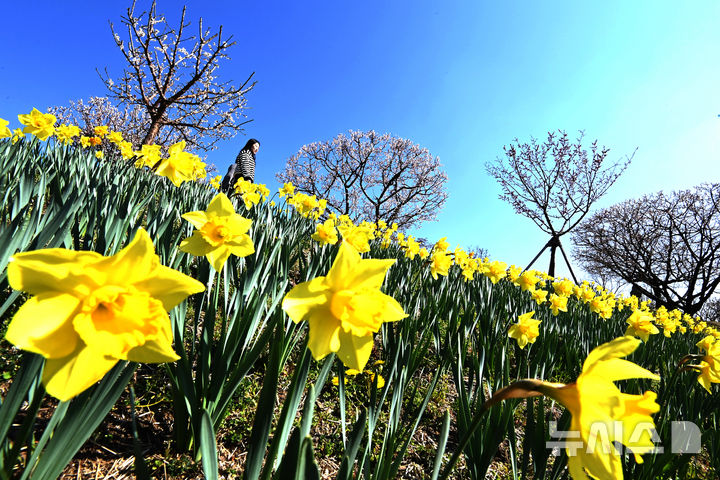 [용인=뉴시스] 김종택기자 = 완연한 봄날씨를 보인 8일 경기 용인시 에버랜드 하늘정원길에 수선화 등 봄꽃이 활짝 피어 있다. 2026.04.08. jtk@newsis.com