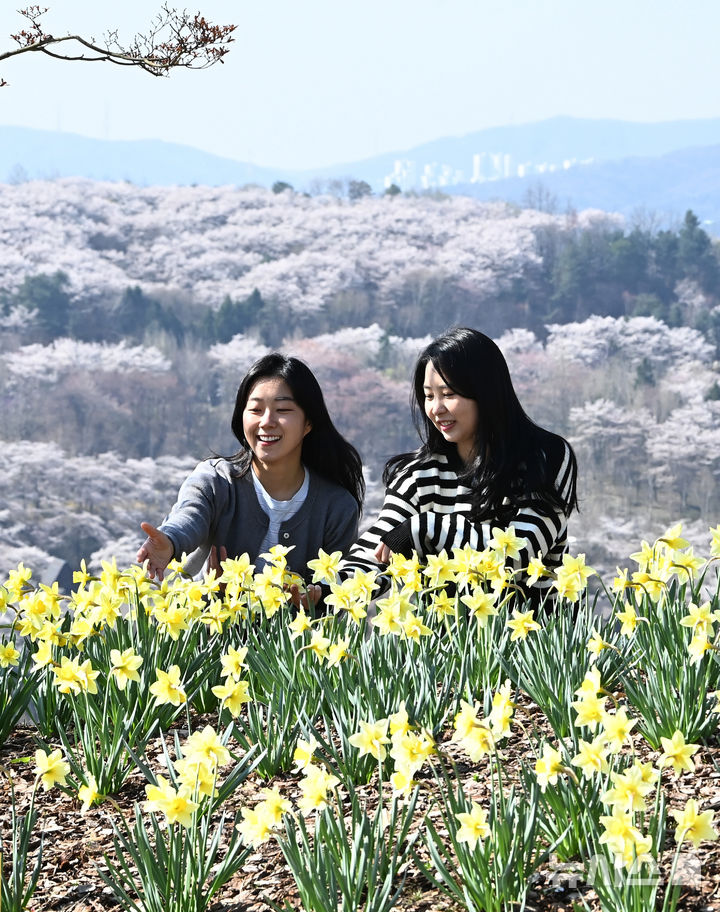 [용인=뉴시스] 김종택기자 = 완연한 봄날씨를 보인 8일 경기 용인시 에버랜드 하늘정원길에 벚꽃과 수선화 등 봄꽃이 활짝 피어 있다. 2026.04.08. jtk@newsis.com