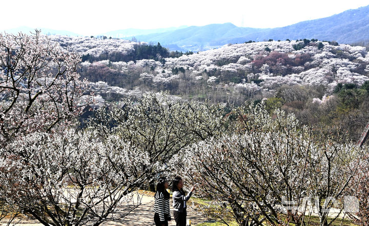[용인=뉴시스] 김종택기자 = 완연한 봄날씨를 보인 8일 경기 용인시 에버랜드 하늘정원길에서 바라본 호암미술관 주변이 벚꽃으로 장관을 이루고 있다. 2026.04.08. jtk@newsis.com