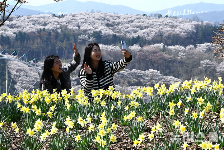 [용인=뉴시스] 김종택기자 = 완연한 봄날씨를 보인 8일 경기 용인시 에버랜드 하늘정원길에 수선화 등 봄꽃이 활짝 피어 있다. 2026.04.08. jtk@newsis.com