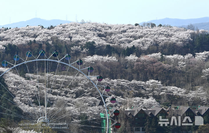 [용인=뉴시스] 김종택기자 = 완연한 봄날씨를 보인 8일 경기 용인시 에버랜드 하늘정원길에서 바라본 호암미술관 주변이 벚꽃으로 장관을 이루고 있다. 2026.04.08. jtk@newsis.com