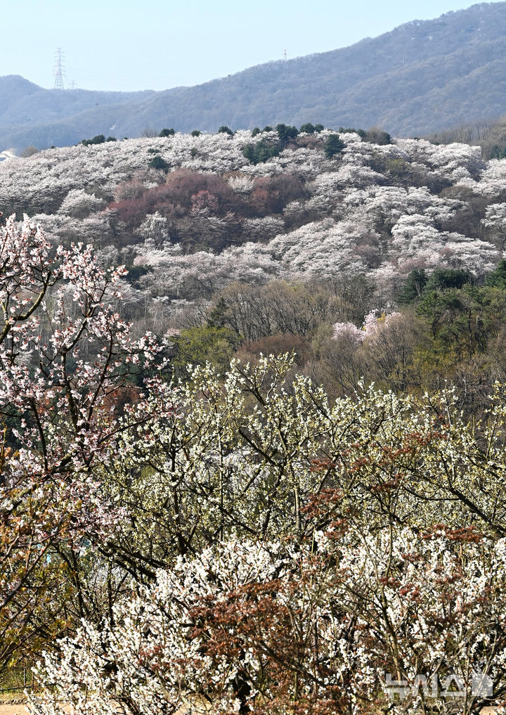 [용인=뉴시스] 김종택기자 = 완연한 봄날씨를 보인 8일 경기 용인시 에버랜드 하늘정원길에서 바라본 호암미술관 주변이 벚꽃으로 장관을 이루고 있다. 2026.04.08. jtk@newsis.com