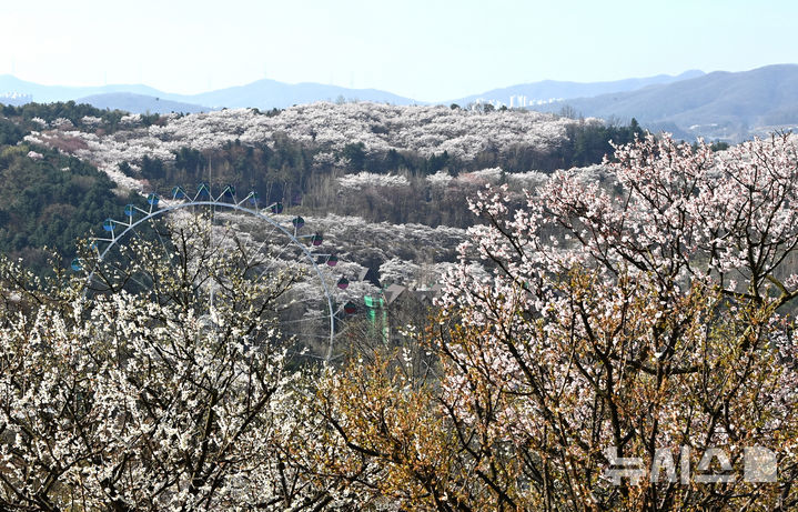 [용인=뉴시스] 김종택기자 = 완연한 봄날씨를 보인 8일 경기 용인시 에버랜드 하늘정원길에서 바라본 호암미술관 주변이 벚꽃으로 장관을 이루고 있다. 2026.04.08. jtk@newsis.com