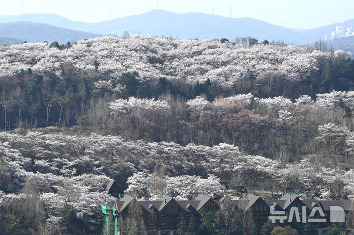 [용인=뉴시스] 김종택기자 = 완연한 봄날씨를 보인 8일 경기 용인시 에버랜드 하늘정원길에서 바라본 호암미술관 주변이 벚꽃으로 장관을 이루고 있다. 2026.04.08. jtk@newsis.com