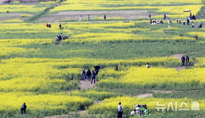  [부산=뉴시스] 하경민 기자 = 포근한 날씨를 보인 8일 부산 강서구 대저생태공원 유채꽃경관단지를 찾은 시민과 관광객들이 봄 나들이를 즐기고 있다. 2026.04.08. yulnetphoto@newsis.com