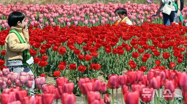  [부산=뉴시스] 하경민 기자 = 포근한 날씨를 보인 8일 부산 북구 화명생태공원을 찾은 어린이와 시민 등이 활짝 핀 튤립을 구경하고 있다. 2026.04.08. yulnetphoto@newsis.com