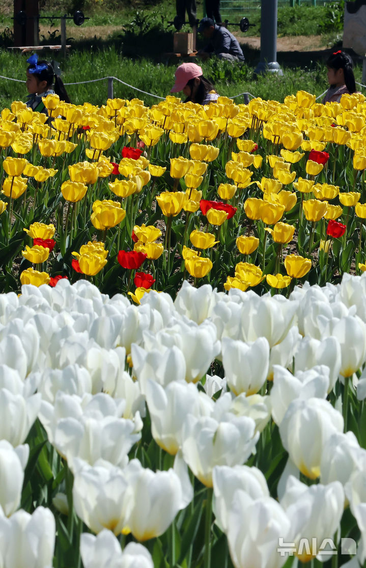  [부산=뉴시스] 하경민 기자 = 포근한 날씨를 보인 8일 부산 북구 화명생태공원을 찾은 어린이와 시민 등이 활짝 핀 튤립을 구경하고 있다. 2026.04.08. yulnetphoto@newsis.com