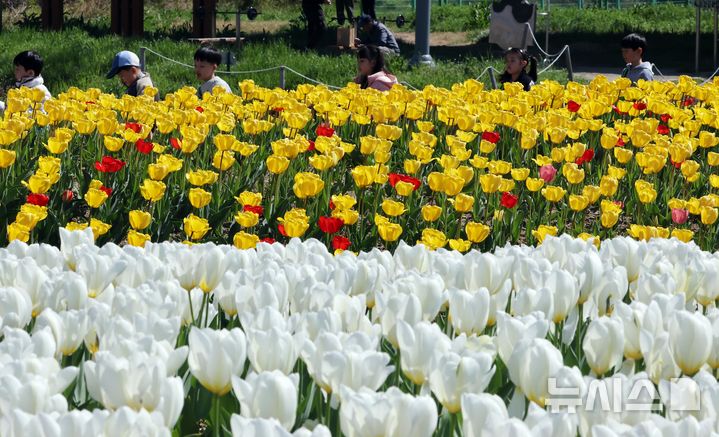  [부산=뉴시스] 하경민 기자 = 포근한 날씨를 보인 8일 부산 북구 화명생태공원을 찾은 어린이와 시민 등이 활짝 핀 튤립을 구경하고 있다. 2026.04.08. yulnetphoto@newsis.com