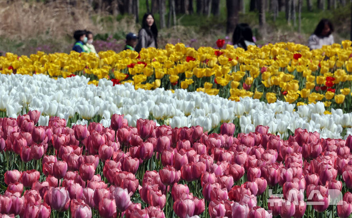  [부산=뉴시스] 하경민 기자 = 포근한 날씨를 보인 8일 부산 북구 화명생태공원을 찾은 어린이와 시민 등이 활짝 핀 튤립을 구경하고 있다. 2026.04.08. yulnetphoto@newsis.com
