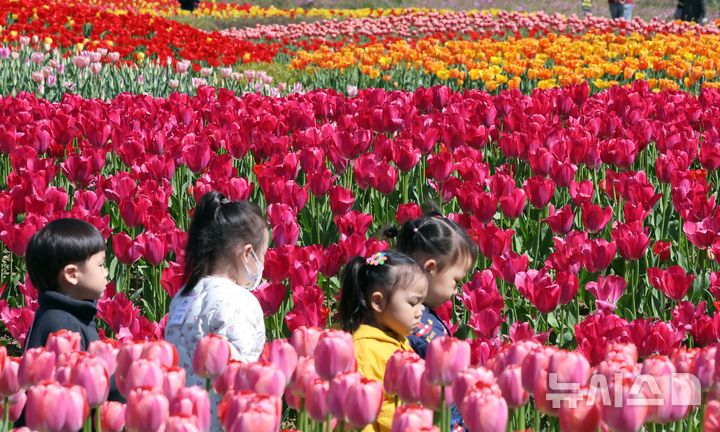  [부산=뉴시스] 하경민 기자 = 포근한 날씨를 보인 8일 부산 북구 화명생태공원을 찾은 어린이와 시민 등이 활짝 핀 튤립을 구경하고 있다. 2026.04.08. yulnetphoto@newsis.com