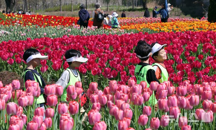  [부산=뉴시스] 하경민 기자 = 포근한 날씨를 보인 8일 부산 북구 화명생태공원을 찾은 어린이와 시민 등이 활짝 핀 튤립을 구경하고 있다. 2026.04.08. yulnetphoto@newsis.com