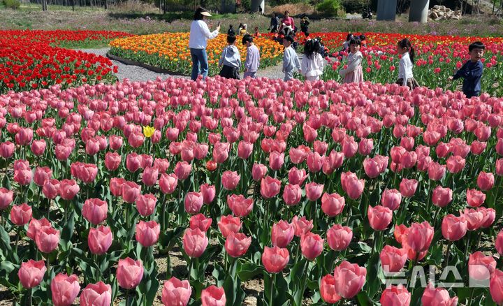  [부산=뉴시스] 하경민 기자 = 포근한 날씨를 보인 8일 부산 북구 화명생태공원을 찾은 어린이와 시민 등이 활짝 핀 튤립을 구경하고 있다. 2026.04.08. yulnetphoto@newsis.com
