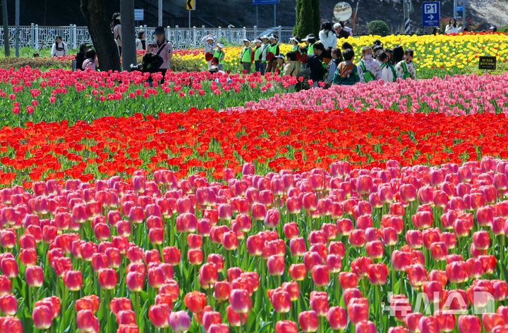  [부산=뉴시스] 하경민 기자 = 포근한 날씨를 보인 8일 부산 북구 화명생태공원을 찾은 어린이와 시민 등이 활짝 핀 튤립을 구경하고 있다. 2026.04.08. yulnetphoto@newsis.com