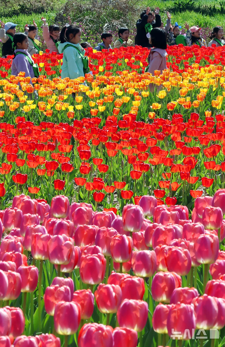 [부산=뉴시스] 하경민 기자 = 포근한 날씨를 보인 8일 부산 북구 화명생태공원을 찾은 어린이와 시민 등이 활짝 핀 튤립을 구경하고 있다. 2026.04.08. yulnetphoto@newsis.com