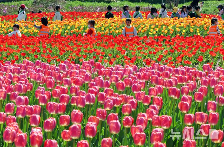  [부산=뉴시스] 하경민 기자 = 포근한 날씨를 보인 8일 부산 북구 화명생태공원을 찾은 어린이와 시민 등이 활짝 핀 튤립을 구경하고 있다. 2026.04.08. yulnetphoto@newsis.com