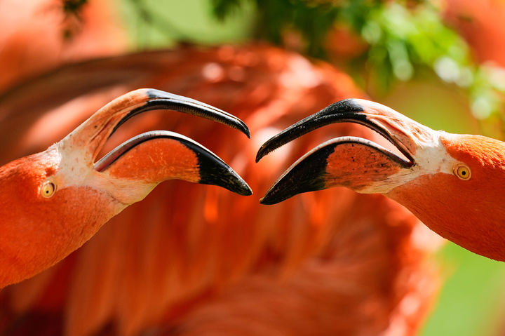부리 맞댄 동물원 플라밍고