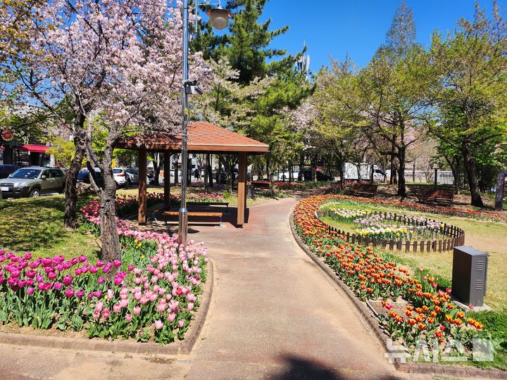 [김해=뉴시스]김해 대청천 튤립. (사진=김해시 제공). 2026.04.09. photo@newsis.com