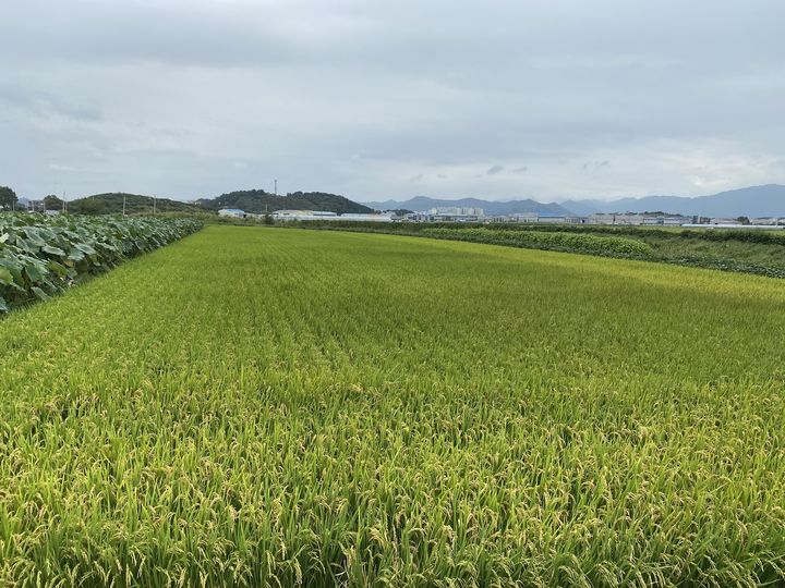 창원시, 벼 재배면적 '193㏊ 감축' 추진…전체 5.3% 수준