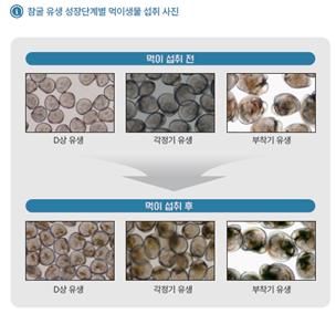 [부산=뉴시스] 국립수산과학원 '패류 먹이생물 배양 가이드북'에 담긴 참굴 유생 성장단계별 먹이생물 섭취 사진. (사진=국립수산과학원 제공) 2026.04.09. photo@newsis.com *재판매 및 DB 금지