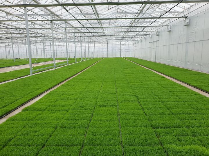 [여주=뉴시스] 여주시농업기술센터가 고품질 여주쌀 생산을 위한 볍씨소독 및 적기 못자리 설치를 지원한다.(사진=여주시농업기술센터 제공) 2026. 04. 09. photo@newsis.com *재판매 및 DB 금지